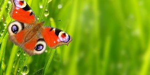 &KHcy;&icy;&mcy;&icy;&yacy; &chcy;&ucy;&vcy;&scy;&tcy;&vcy;